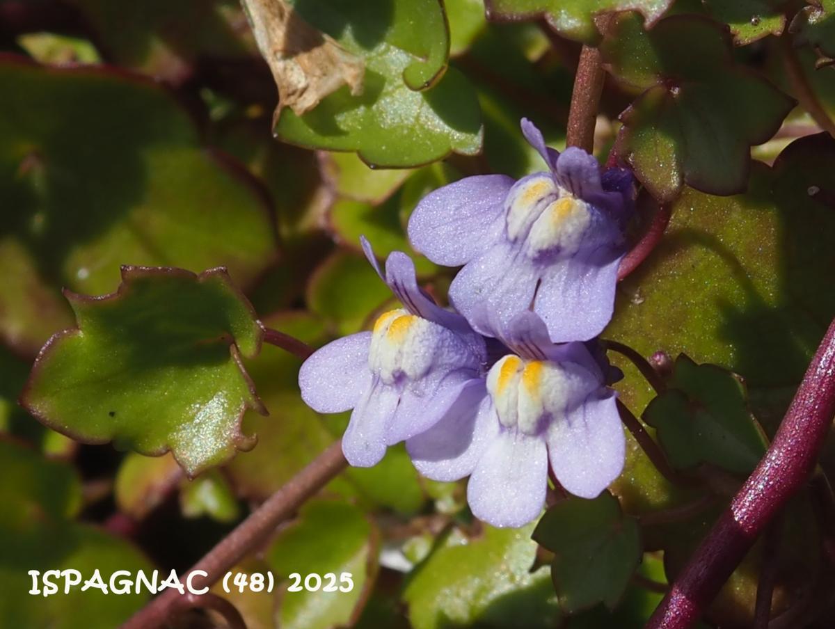 Toadflax, Ivy-leaved flower